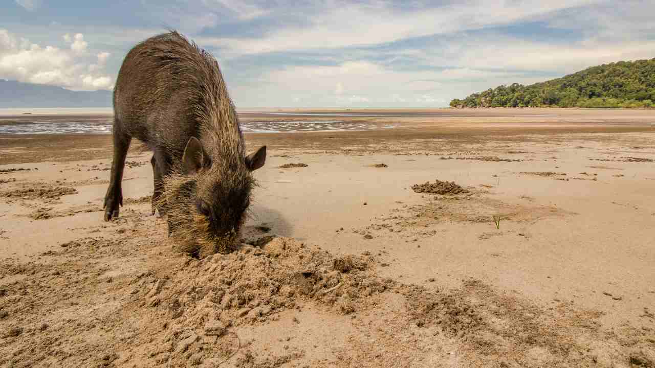 Cinghiale in spiaggia