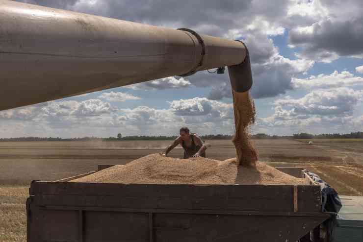 Mietitrebbia raccoglie il grano in Ucraina