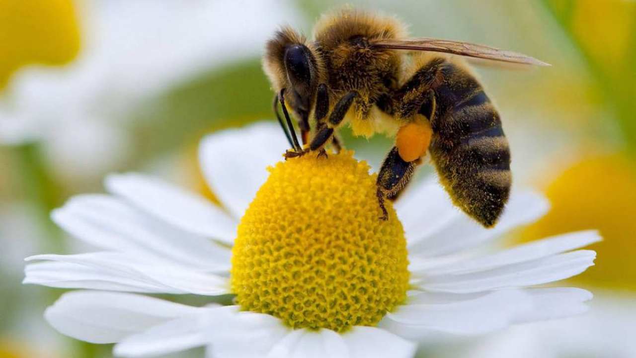 Piante che allontanano le api