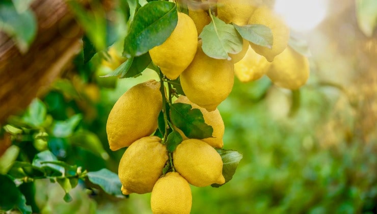 Albero di limoni