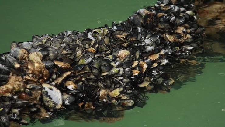 Allevamento cozze in mare