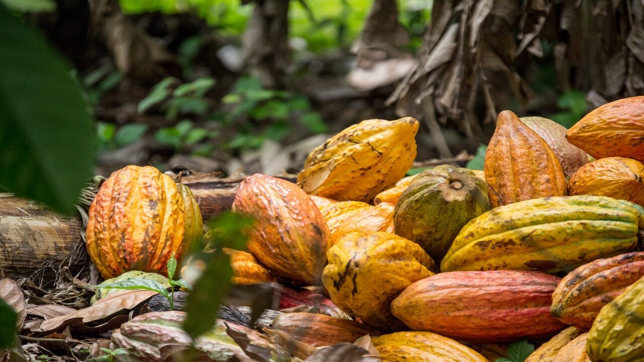 cacao giardino