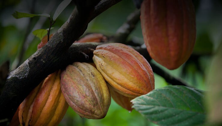 cacao 