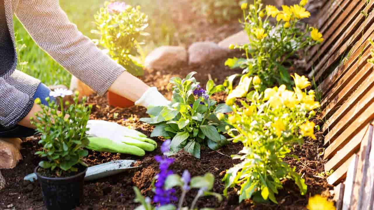 Donna cura le piante in giardino 