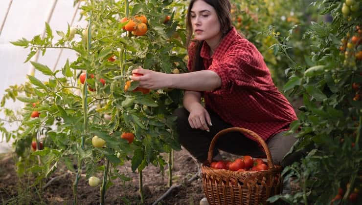 Donna in serra raccoglie pomodori rossi