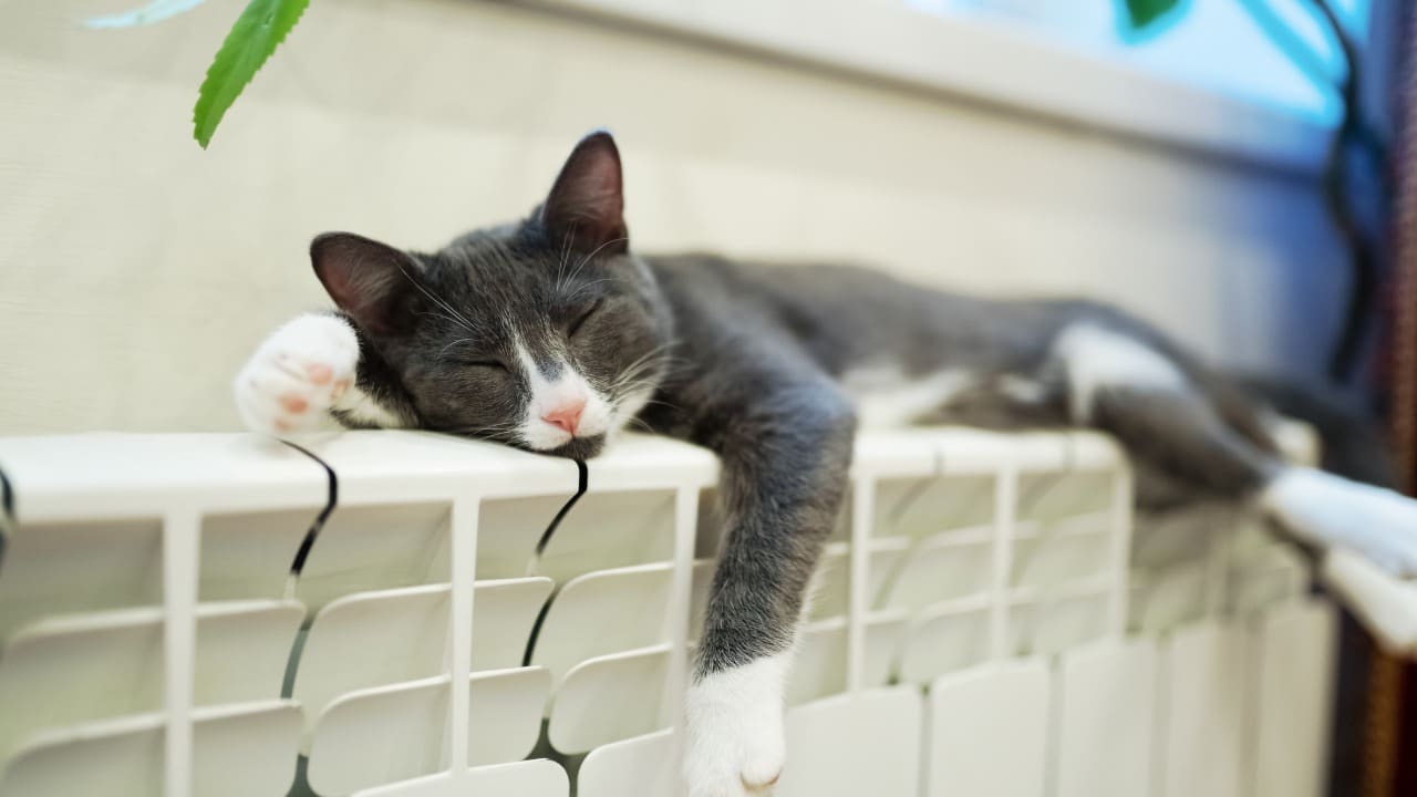 Gatto che dorme sui termosifoni