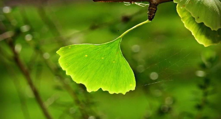 ginkgo biloba