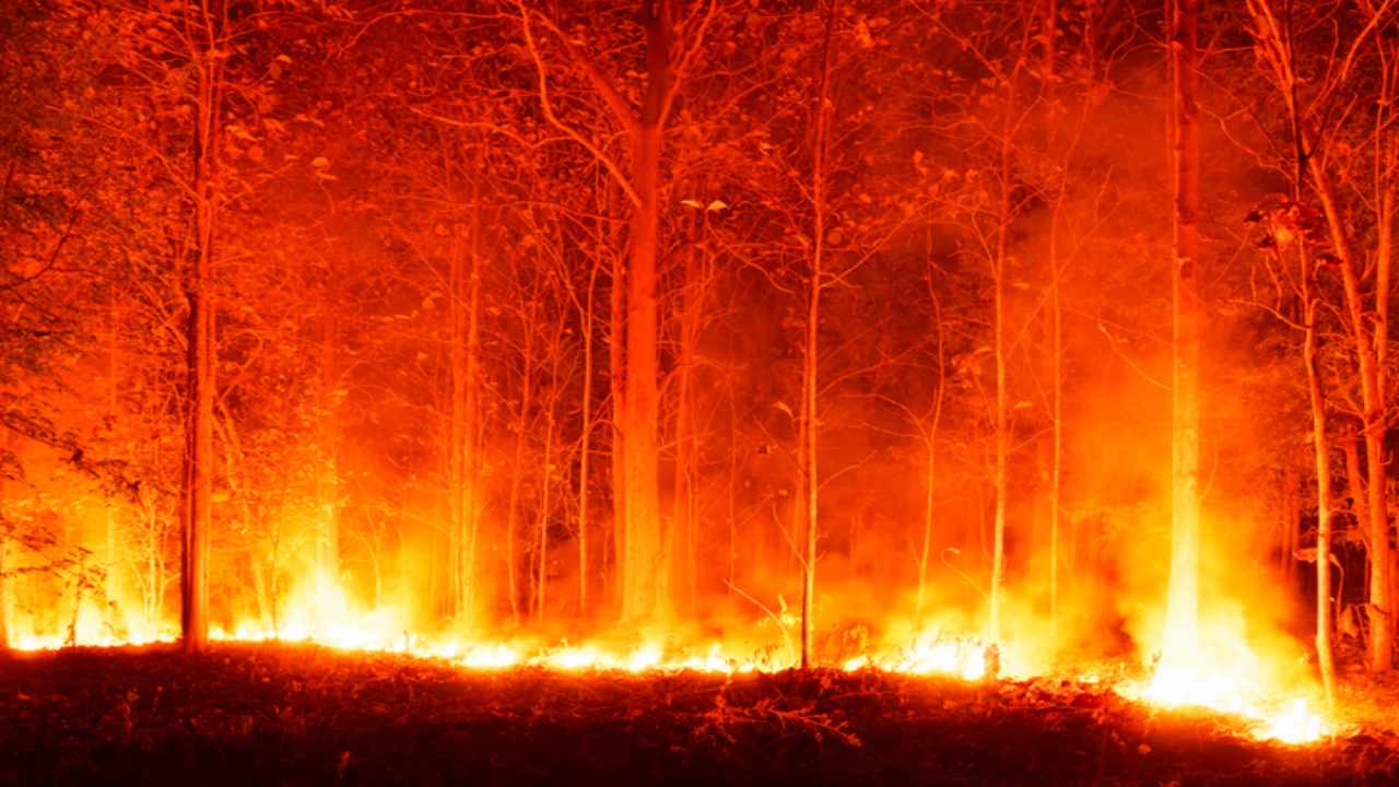 incendio nei boschi