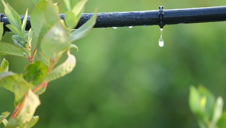 Irrigazione a goccia