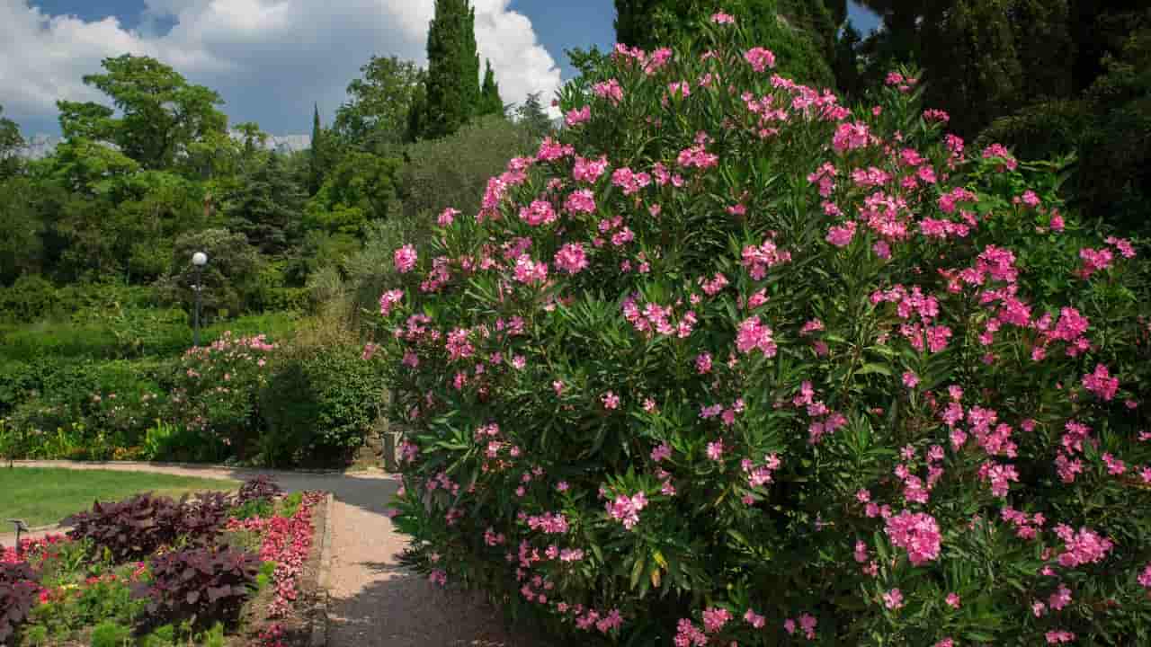 Parco con piante di oleandro