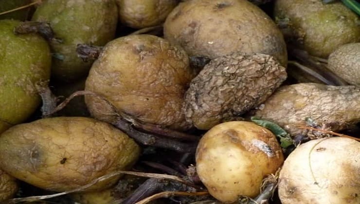 Patate vecchie e verdi