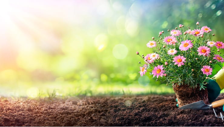 Piantare fiori in primavera