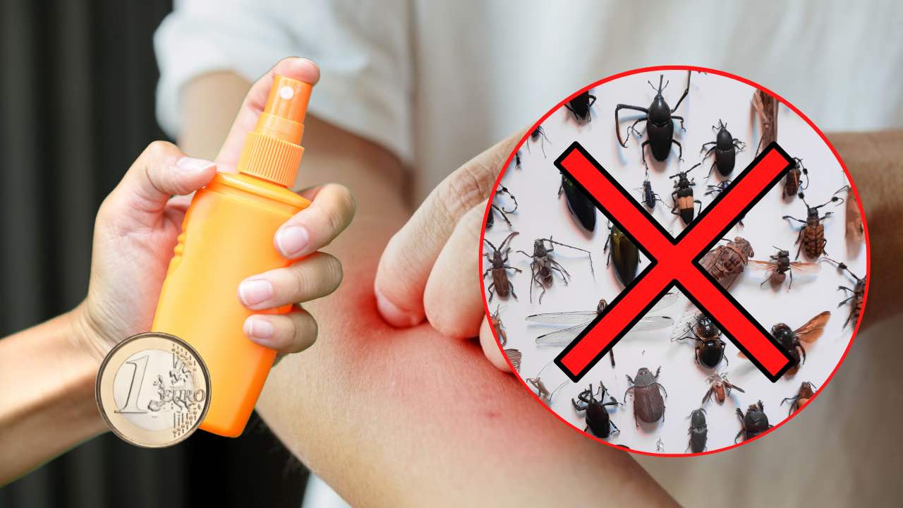 Repellente per insetti