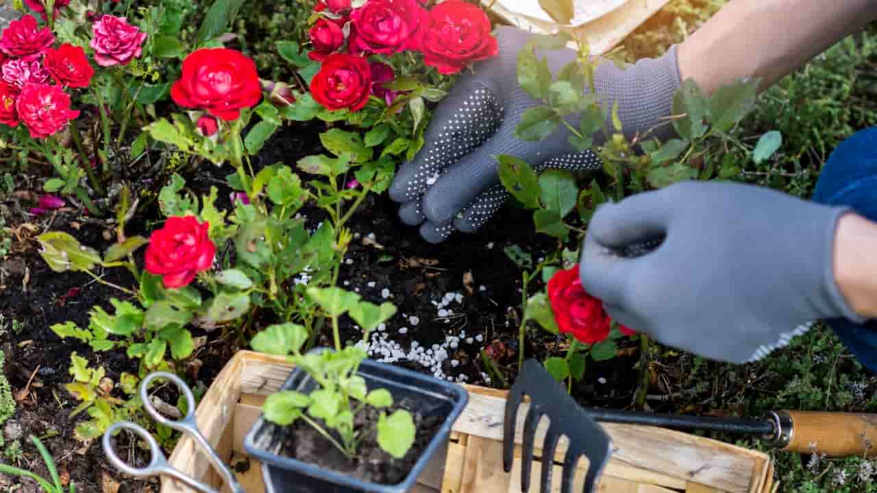 Trattamento delle rose con sale e fertilizzante