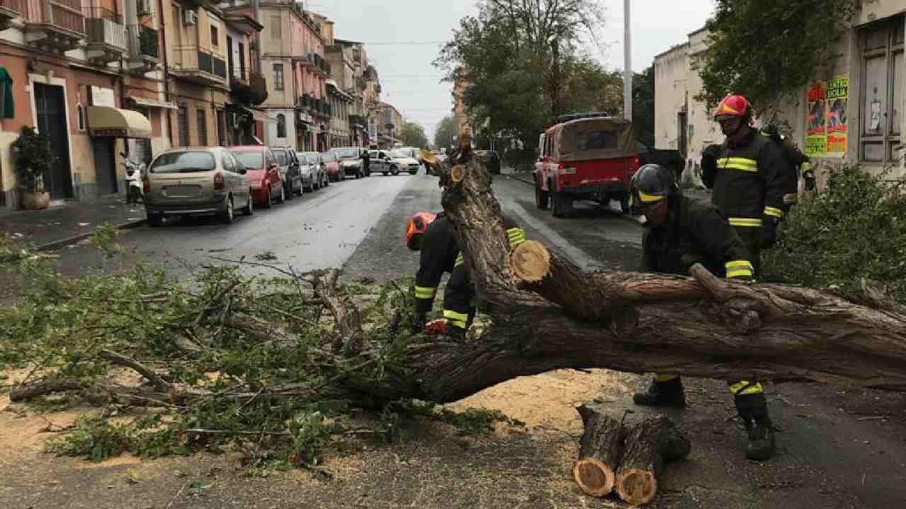 Alberi caduti per il maltempo