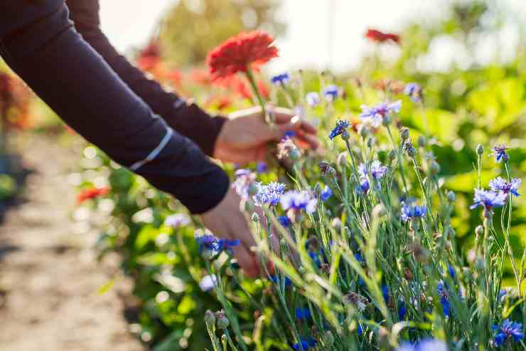 Donna che raccoglie fiori