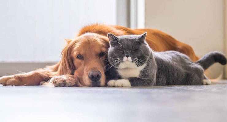Gatto e cane