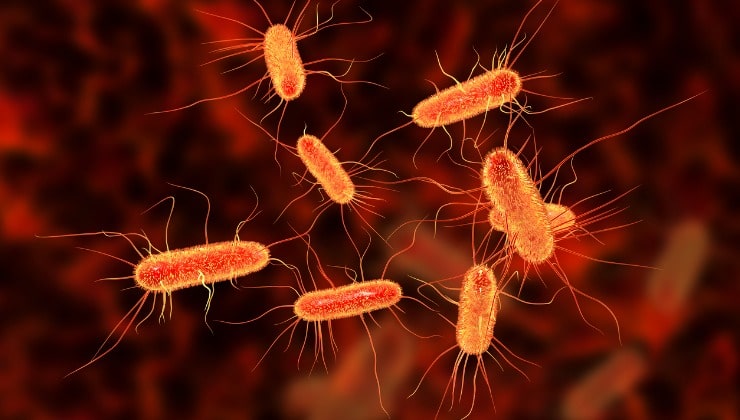 Escherichia coli bakterier 