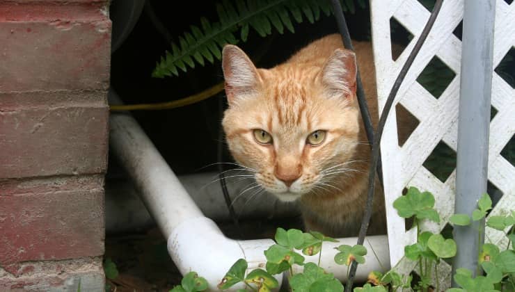 Gatto randagio nascosto in giardino