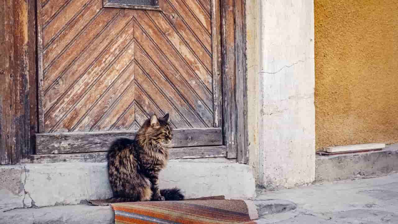 Gatto vicino all'entrata di casa