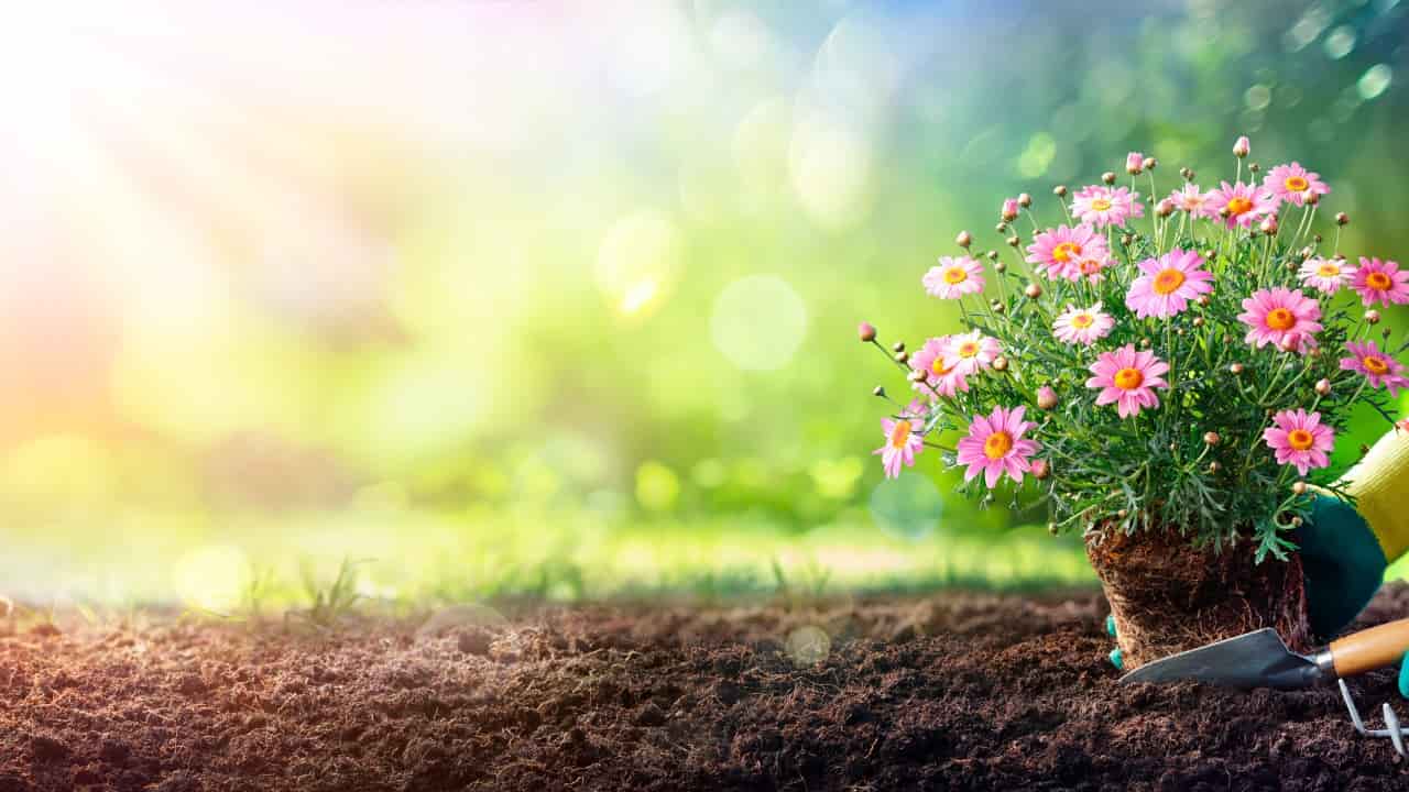 Giardiniere interra piante di margherite