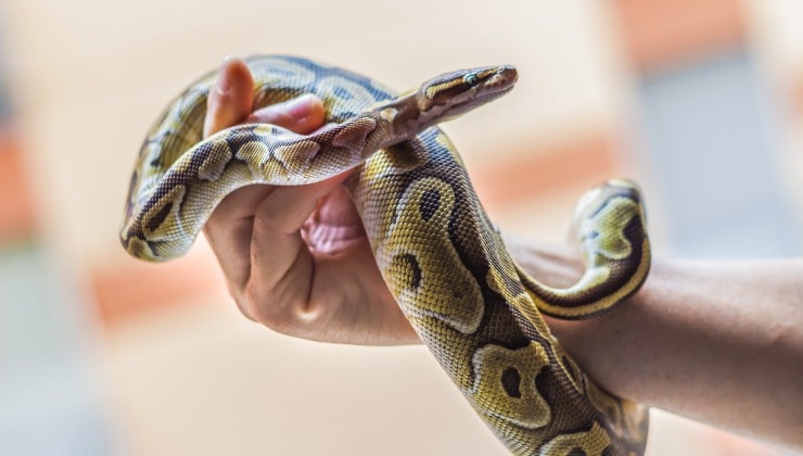 Serpente in una mano