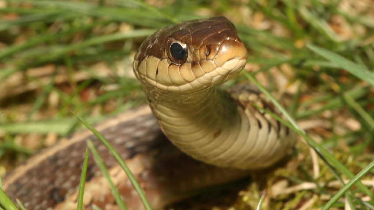 Serpenti in giardino