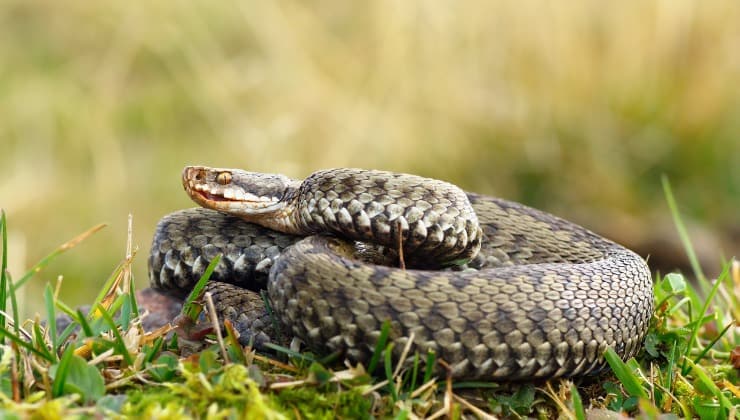 Vipera si scalda al sole