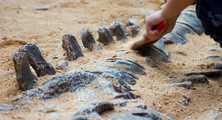 Scoperta di fossile di dinosauro