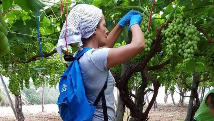 Azienda Agricola: ecco quanto guadagna un giovane del Messico