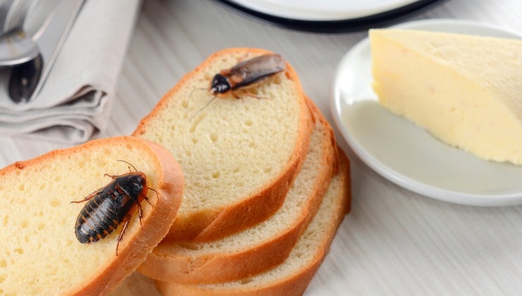 Blatte sul pane in cucina