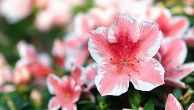 Rododendro rosa floreciente
