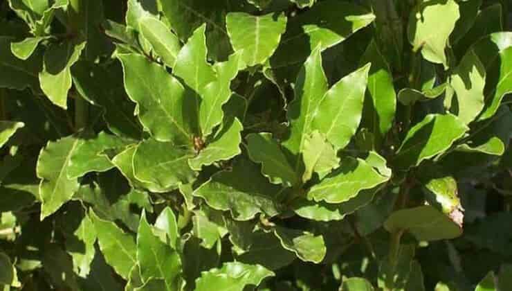 hojas de laurel