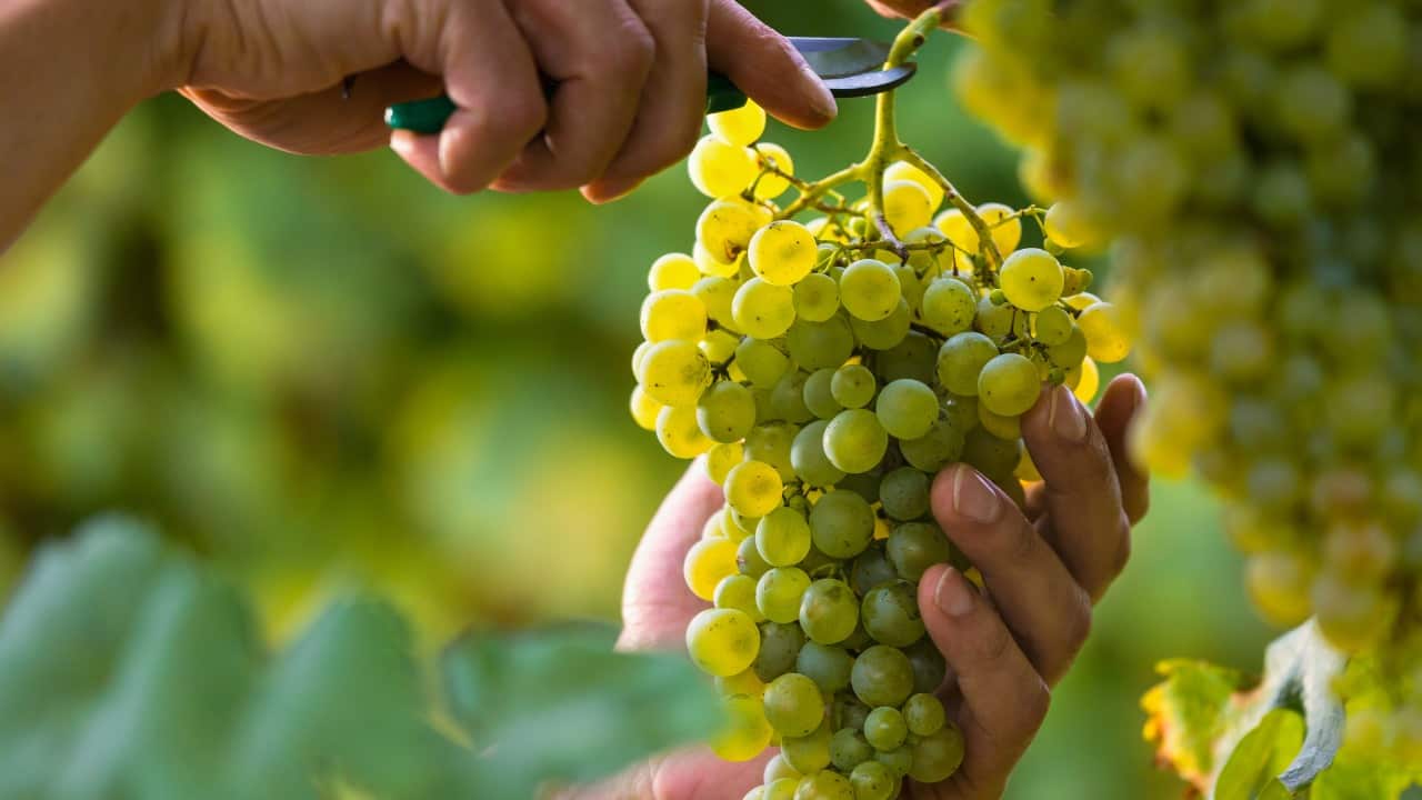 Mani tagliano uva bianca