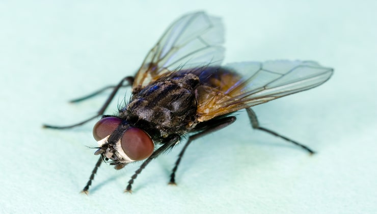 rimedio naturale mosche