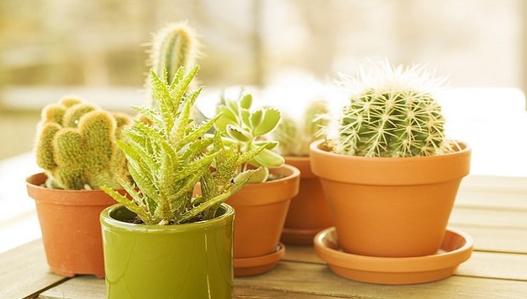 Pots en terre cuite avec plantes