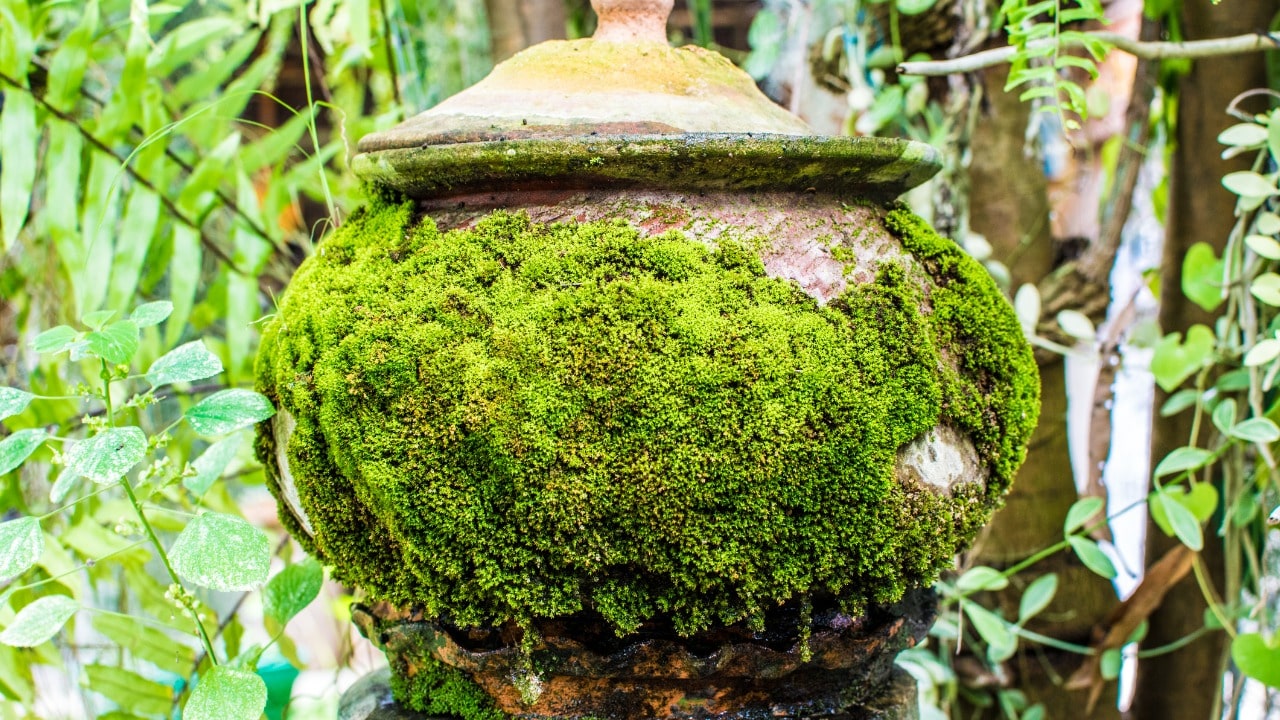 Vaso in giardino rivestito di muschio