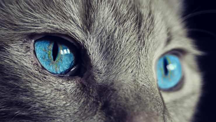Gatti: misteriosi e intriganti